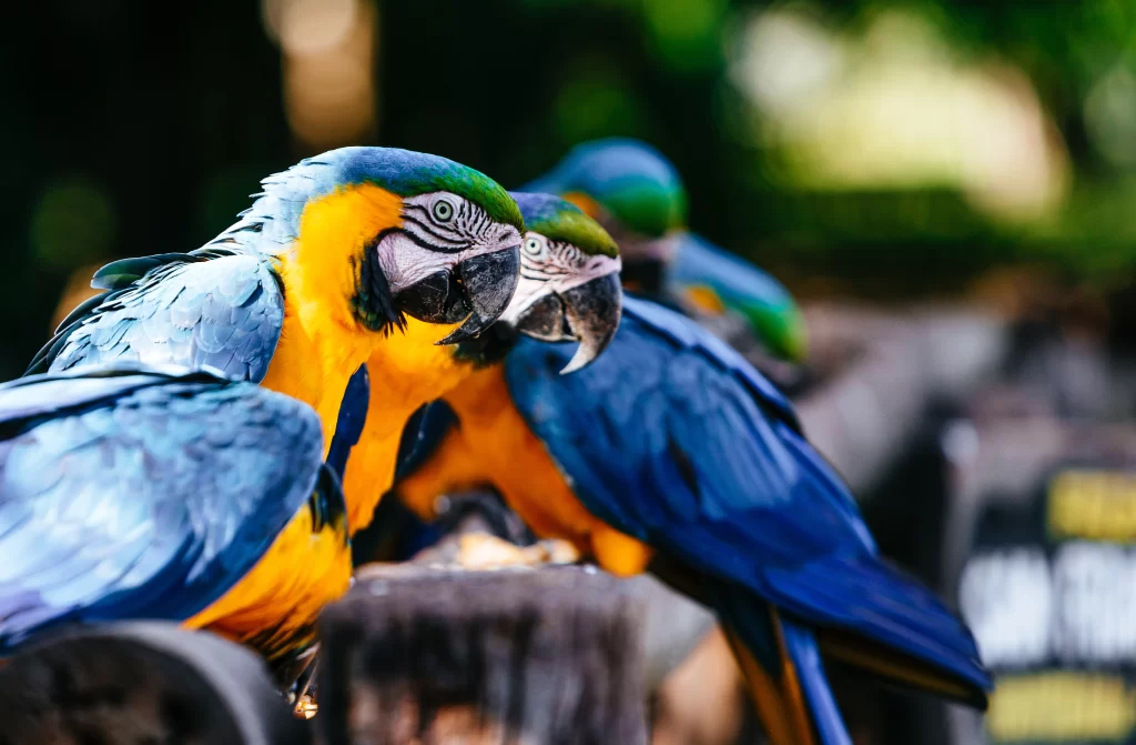 Parque das Aves - roteiro em Foz do Iguaçu