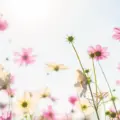 Entre flores e aventuras: guia de primavera para transformar sua viagem a Foz do Iguaçu